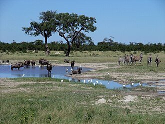 Chobe National Park, Botswana
