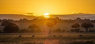 Wildlife Safaris